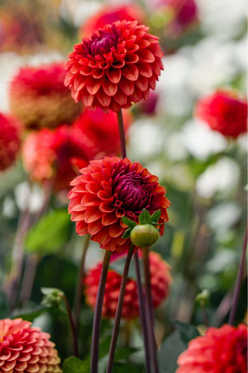 Dahlia 'Brown Sugar'